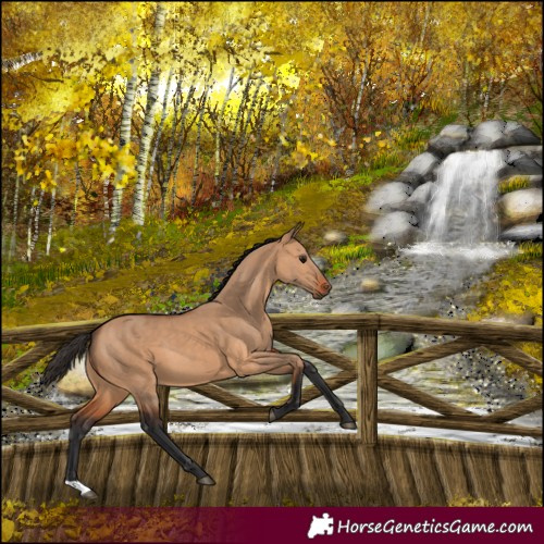 Horse Color:Bay Dun 