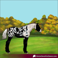 Horse Color:Plaid  Classic Champagne Roan Splash Appaloosa 