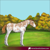 Horse Color:Plaid  White Spotted Chestnut Sabino 