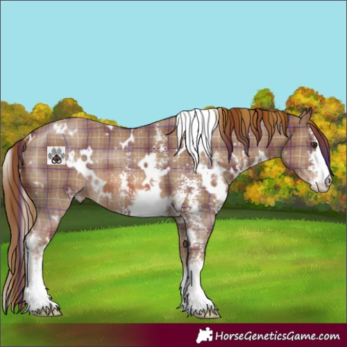Horse Color:Plaid  White Spotted Chestnut Sabino 