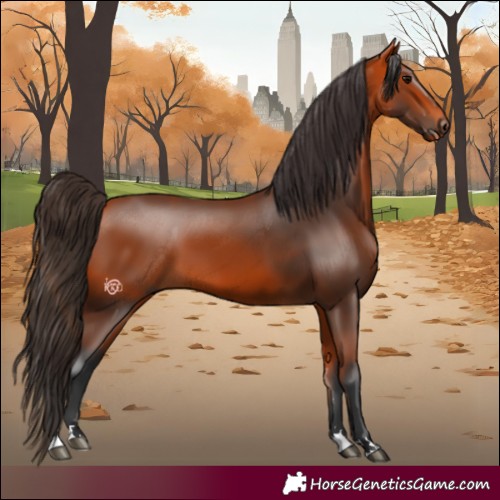 Horse Color:Bay 