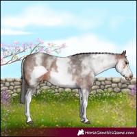 Horse Color:White Spotted Brown Roan Frame 
