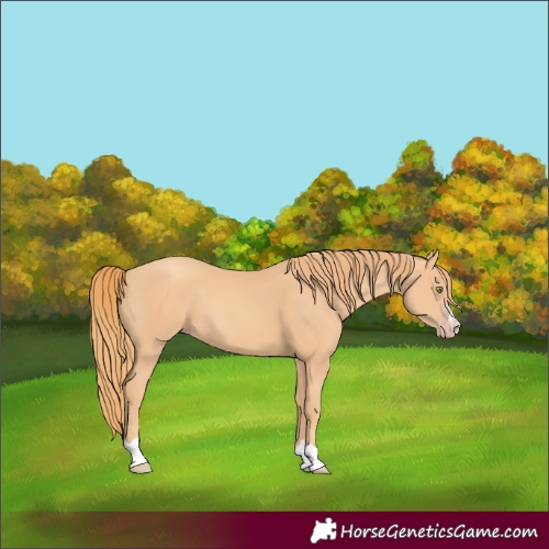 Horse Color:Gold Champagne 