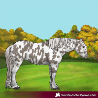 Horse Color:Grullo Near Leopard 