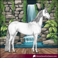 Horse Color:Gray White Spotted Black Appaloosa 