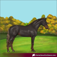Horse Color:Liver Chestnut Rabicano 