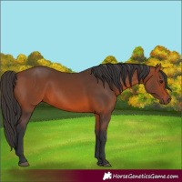Horse Color:Bay 