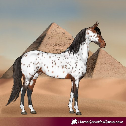 Horse Color:Bay Tobiano Appaloosa 