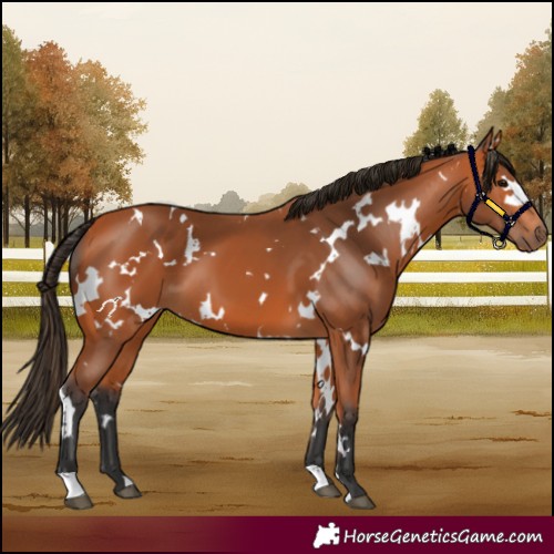 Horse Color:White Spotted Bay 