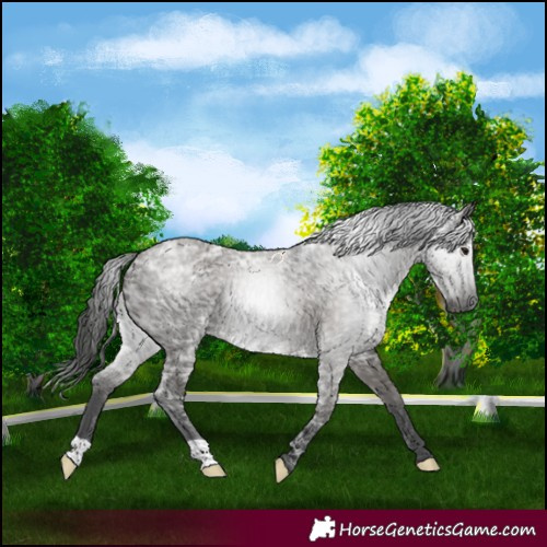 Horse Color:Gray Smoky Grullo Ice 
