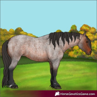 Horse Color:Brown Roan 