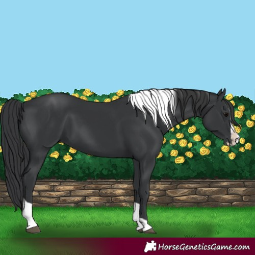 Horse Color:Black Splash Tobiano 