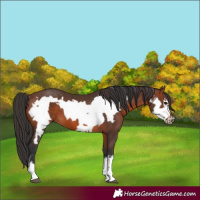 Horse Color:Brown Rabicano  and Brown Frame Rabicano 
