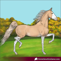 Horse Color:Gold Champagne Splash