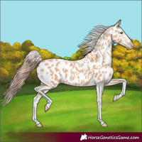 Horse Color:Amber Champagne Splash Appaloosa 