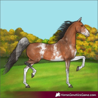 Horse Color:White Spotted Bay 