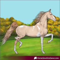 Horse Color:Gold Champagne Dun Splash Tobiano 