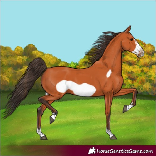 Horse Color:Bay Frame 