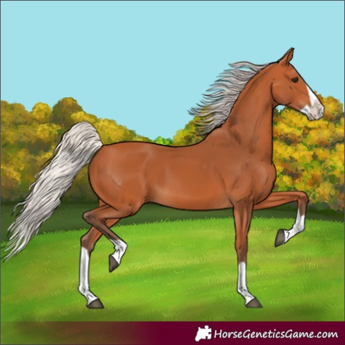 Horse Color:Silver Bay Splash 