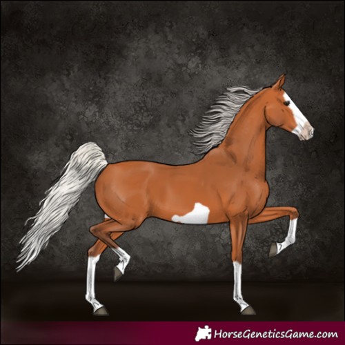Horse Color:Silver Bay Splash Frame 