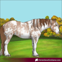 Horse Color:White Spotted Liver Chestnut Pearl Sabino Rabicano 