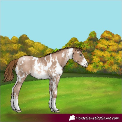 Horse Color:White Spotted Liver Chestnut Pearl Sabino Rabicano 