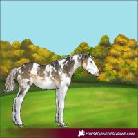 Horse Color:White Spotted Silver Buckskin Mushroom Splash Rabicano