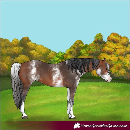 Horse Color:White Spotted Bay 