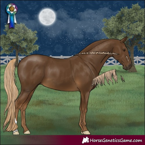 Horse Color:Chocolate Palomino 