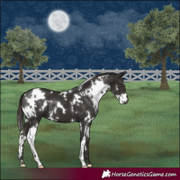 Horse Color:White Spotted Liver Chestnut 