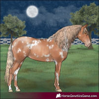 Horse Color:White Spotted Gold Champagne 
