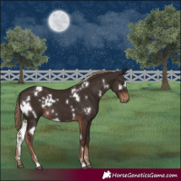 Horse Color:White Spotted Liver Chestnut 