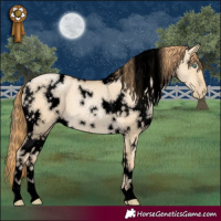 Horse Color:Void White Spotted Smoky Grullo Pearl 