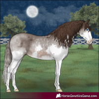 Horse Color:Liver Chestnut Splash 