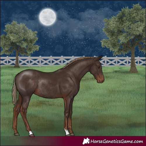 Horse Color:Liver Chestnut Rabicano 