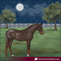 Horse Color:Liver Chestnut Rabicano 