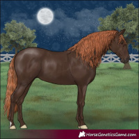 Horse Color:Liver Chestnut 