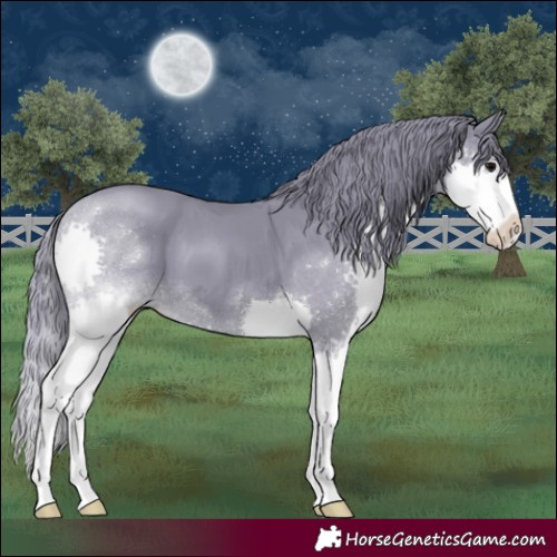Horse Color:Watercolor Black Splash 