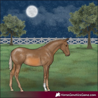 Horse Color:Chocolate Palomino 