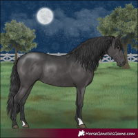 Horse Color:Black Rabicano 
