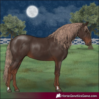 Horse Color:Liver Chestnut