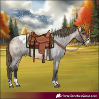Horse Color:Buckskin Roan Appaloosa