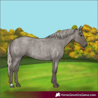 Horse Color:Silver Smoky Blue Roan Rabicano 
