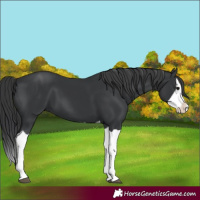 Horse Color:Black Splash 