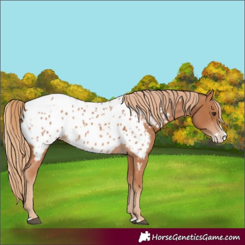 Horse Color:Chestnut Splash Near Leopard 