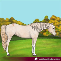 Horse Color:Chestnut Splash Appaloosa