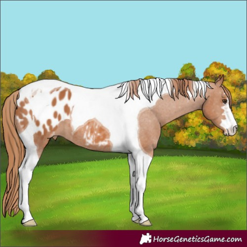 Horse Color:Chestnut Tobiano Appaloosa 