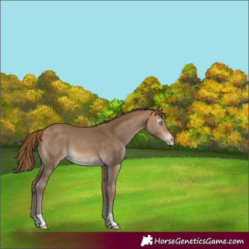 Horse Color:Gray Perlino