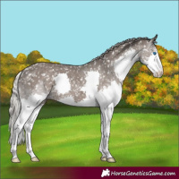 Horse Color:Silver Black Splash Snowflake Varnish 