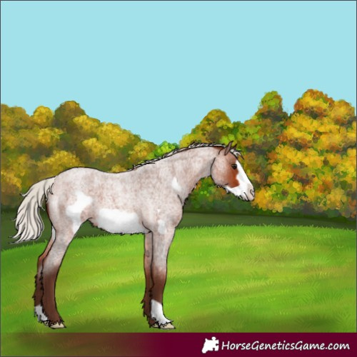 Horse Color:Silver Brown Roan Frame 